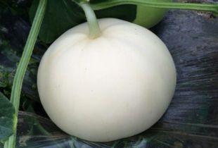 吃梨瓜会胖ma,吃梨瓜真的会让人发胖吗？揭秘水果热量之谜