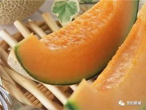吃瓜了哈密瓜,哈密瓜的甜蜜诱惑