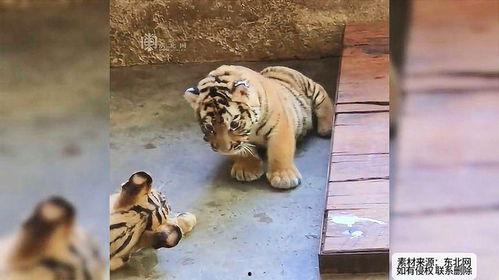 吵架老虎吃瓜,一场关于争吵的趣味解读