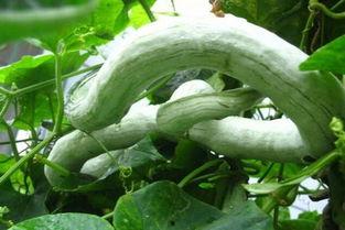 蛇瓜去皮吃吗,美味与健康的完美结合