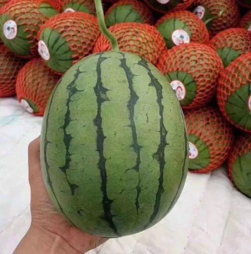 吃瓜聊天图片大全